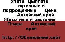 Утята, Цыплята ( суточные и подрощенные ) › Цена ­ 55 - Алтайский край Животные и растения » Птицы   . Алтайский край